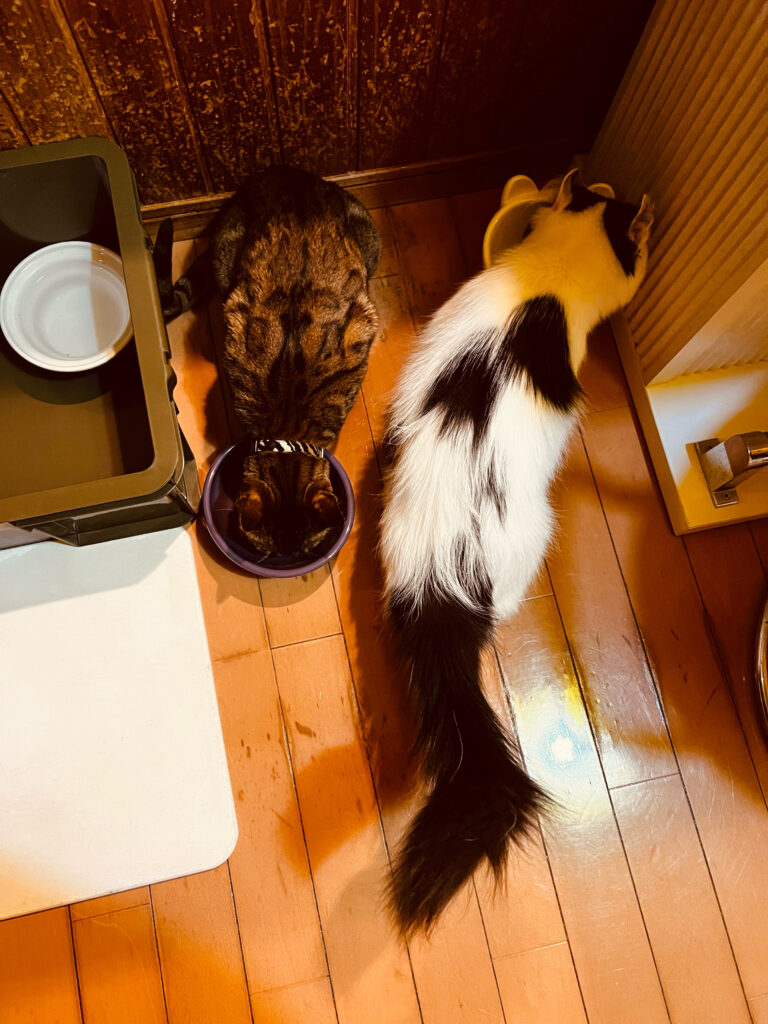 猫二匹が餌を食べる様子
